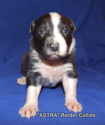 Blue and white MALE border collie puppy